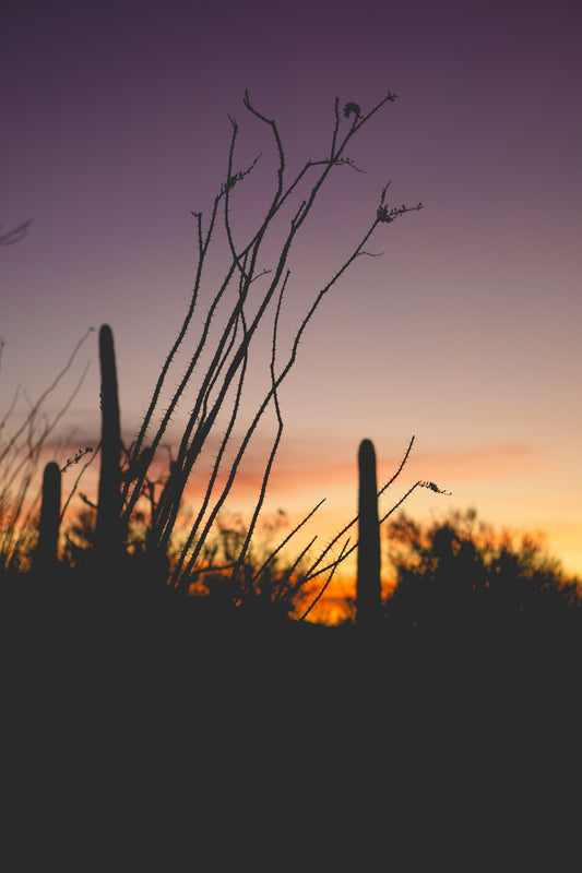 Desert Fade - Arizona Sunset Silhouette Print | Saguaros, Ocotillo & Layered Sky
