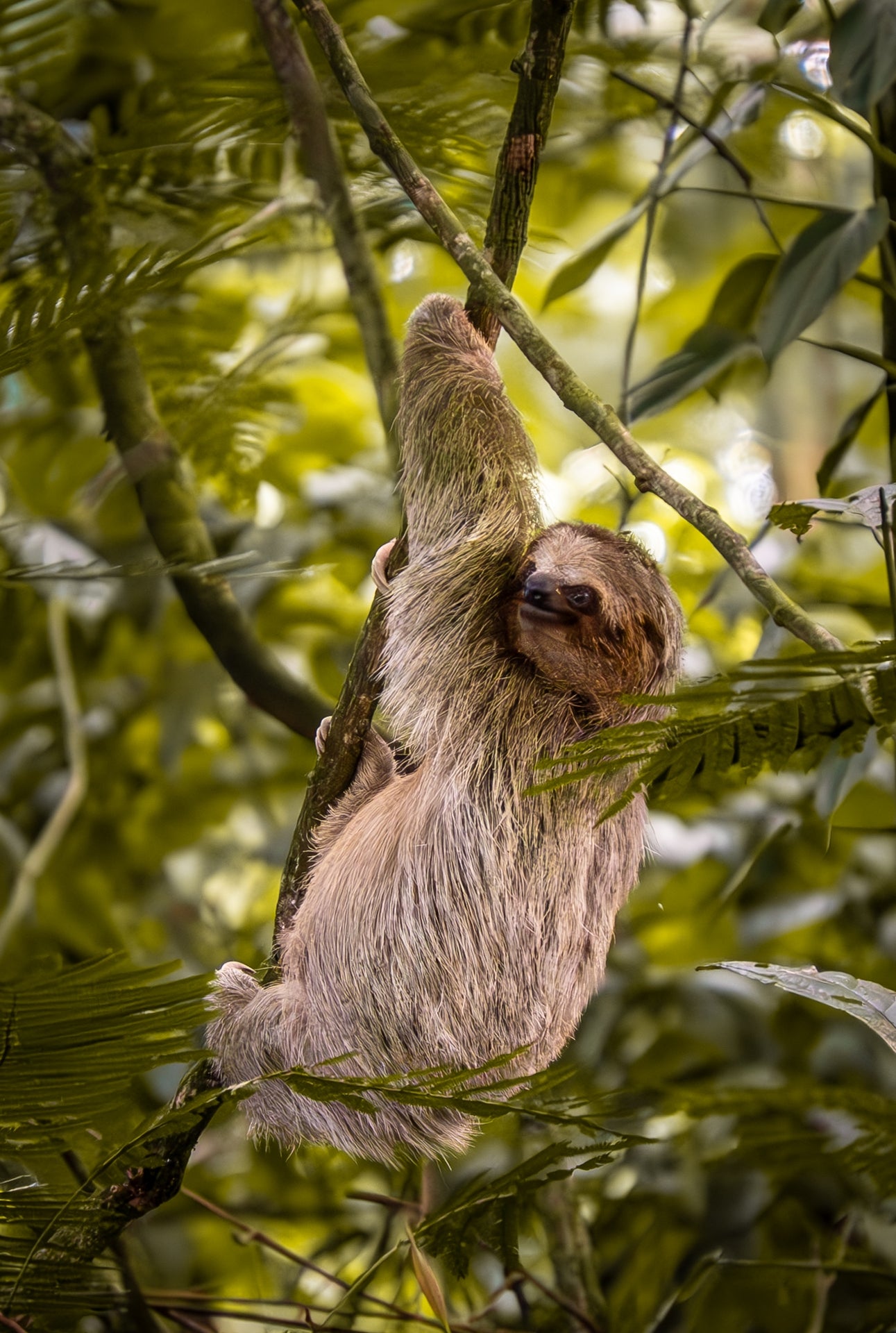 Jungle Drift - Sloth in the Canopy | Costa Rica Wildlife Print