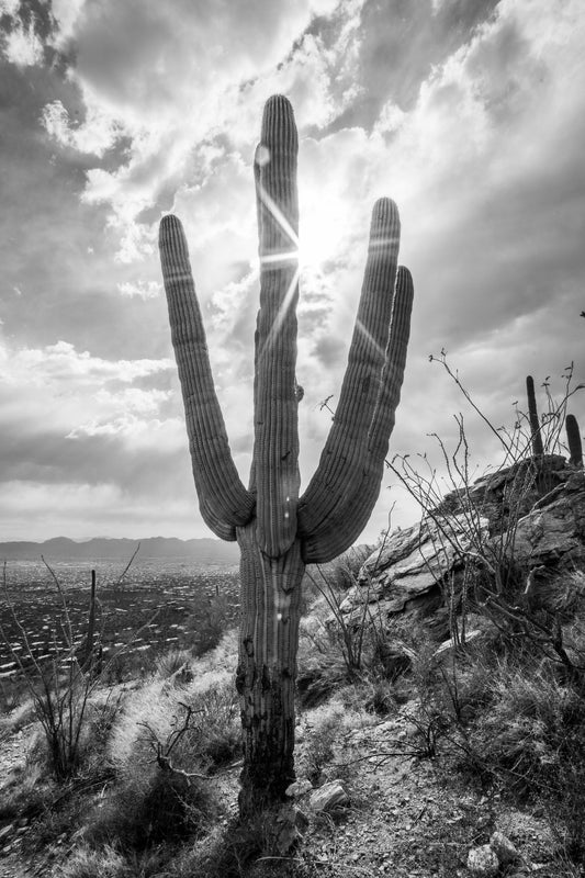 Sunlit Form – Black and White Saguaro Print | Cactus, Rocky Ridge & Desert Sunburst